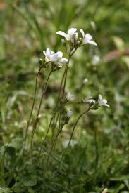 Attēlu rezultāti vaicājumam “Saxifraga granulata leaf”