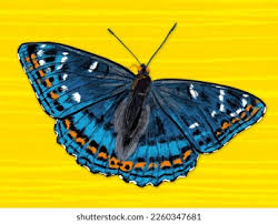 Attēlu rezultāti vaicājumam “Limenitis populi upperside”