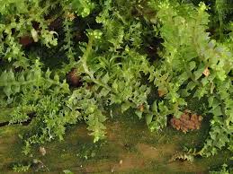 Attēlu rezultāti vaicājumam “Harpanthus scutatus”