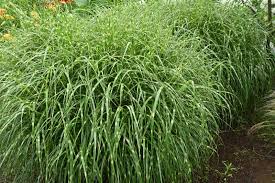 Image result for Miscanthus sinensis Zebrina