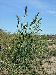 Attēlu rezultāti vaicājumam “Echinochloa crus-galli fruit”