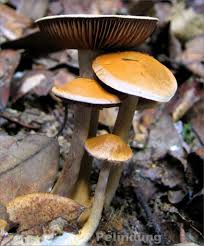 Attēlu rezultāti vaicājumam “Craterium leucocephalum var. scyphoides stalked”