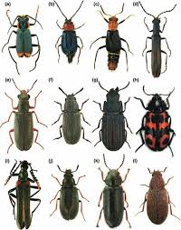 Attēlu rezultāti vaicājumam “Malachidae”