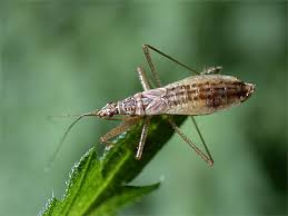 Attēlu rezultāti vaicājumam “Nabis limbatus”