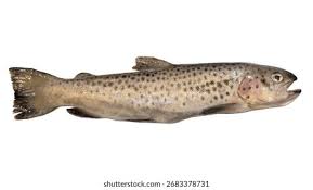 Image result for Oncorhynchus mykiss
