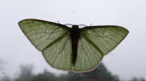 Attēlu rezultāti vaicājumam “Geometridae”