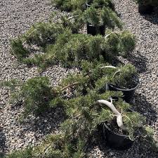 Attēlu rezultāti vaicājumam “Pinus banksiana”