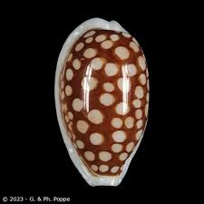 Attēlu rezultāti vaicājumam “Cribraria pertenuis”