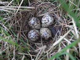 Attēlu rezultāti vaicājumam “Gallinago gallinago eggs”