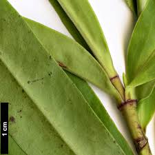 Attēlu rezultāti vaicājumam “Veronica scutellata bud”