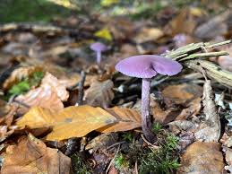 Attēlu rezultāti vaicājumam “Laccaria amethystina”