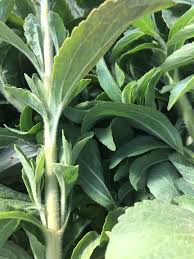 Image result for Stevia rebaudiana