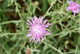 Attēlu rezultāti vaicājumam “Centaurea stoebe flower”
