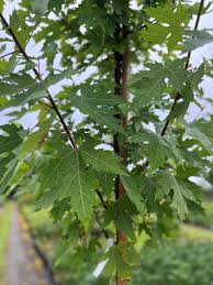 Attēlu rezultāti vaicājumam “Acer saccharinum leaf”