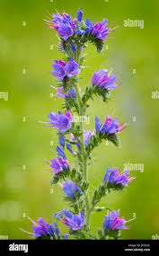Attēlu rezultāti vaicājumam “Echium vulgare bud”