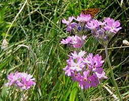 Attēlu rezultāti vaicājumam “Primula farinosa flower”