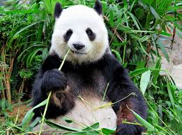 Résultat de recherche d'images pour "pandas"