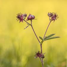 Attēlu rezultāti vaicājumam “Comarum palustre flower”