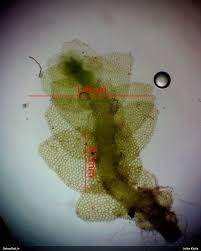 Attēlu rezultāti vaicājumam “Calypogeia suecica”