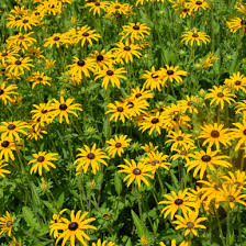 Image result for Rudbeckia Paradisio