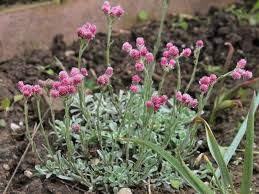 Attēlu rezultāti vaicājumam “Antennaria dioica fruit”