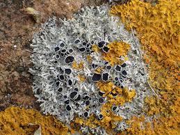 Attēlu rezultāti vaicājumam “Physcia tenella”