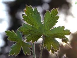 Attēlu rezultāti vaicājumam “Geranium bohemicum leaf”