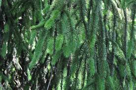 Attēlu rezultāti vaicājumam “Picea abies fo. virgata”