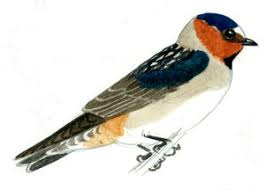 Image result for Petrochelidon pyrrhonota