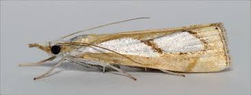 Attēlu rezultāti vaicājumam “Catoptria fulgidella”