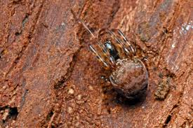 Attēlu rezultāti vaicājumam “Metellina merianae”