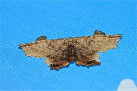 Attēlu rezultāti vaicājumam “Drepanidae”