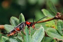 Attēlu rezultāti vaicājumam “Cantharis figurata”