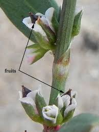 Attēlu rezultāti vaicājumam “Polygonum aviculare flower”