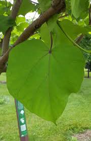 Attēlu rezultāti vaicājumam “Catalpa ovata fruit”