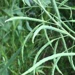 Attēlu rezultāti vaicājumam “Brassica napus fruit”