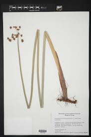 Attēlu rezultāti vaicājumam “Schoenoplectus lacustris subsp. glaucus fruit”