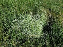 Attēlu rezultāti vaicājumam “Galium elongatum”
