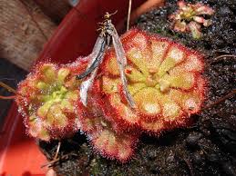 Image result for Drosera
