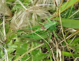 Attēlu rezultāti vaicājumam “Decticus verrucivorus”