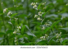 Attēlu rezultāti vaicājumam “Vincetoxicum hirundinaria leaf”