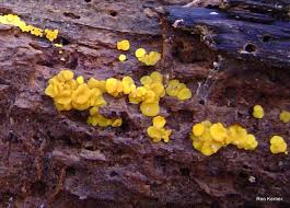 Attēlu rezultāti vaicājumam “Bisporella citrina”