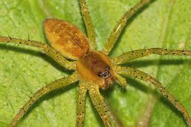 Attēlu rezultāti vaicājumam “Dolomedes fimbriatus”