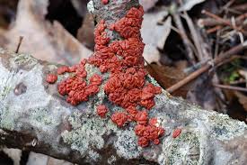 Attēlu rezultāti vaicājumam “Peniophora rufa”