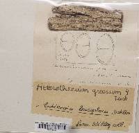 Attēlu rezultāti vaicājumam “Megalaria grossa”