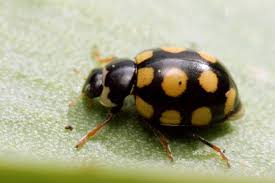 Attēlu rezultāti vaicājumam “Coccinula quatuordecimpustulata”