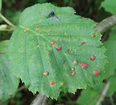 Attēlu rezultāti vaicājumam “Eriophyes laevis”