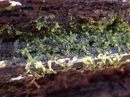 Attēlu rezultāti vaicājumam “Schistidium apocarpum young”