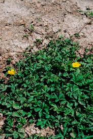 Attēlu rezultāti vaicājumam “Potentilla reptans”