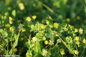 Attēlu rezultāti vaicājumam “Trifolium dubium fruit”
